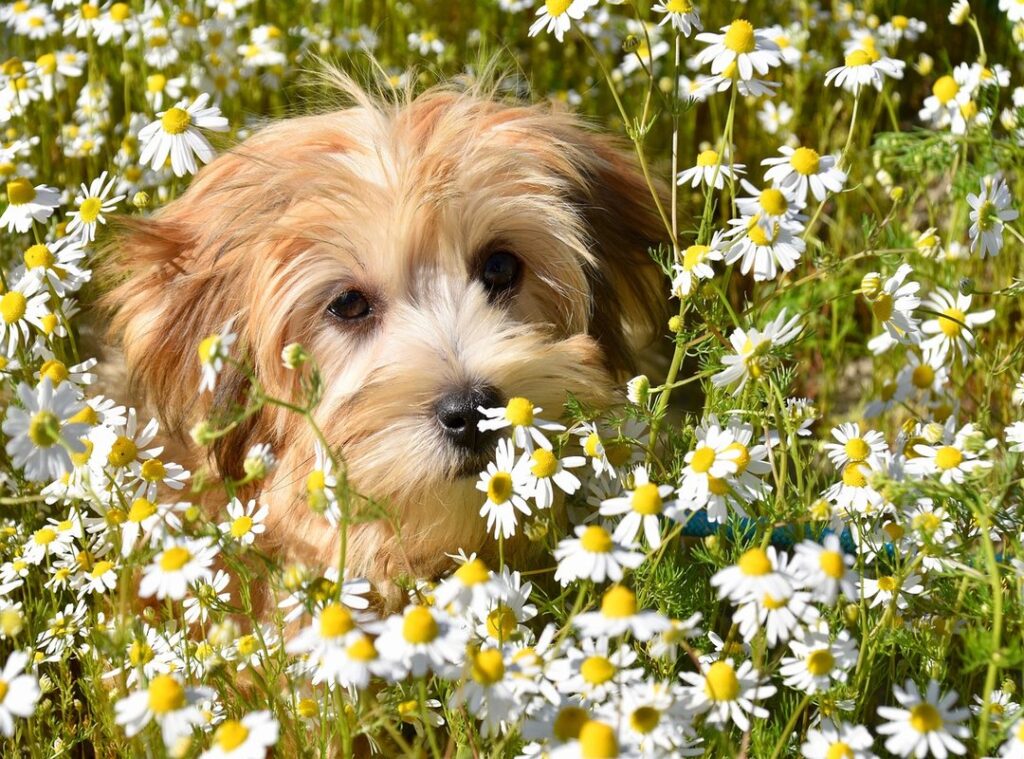 donez bichon constanta