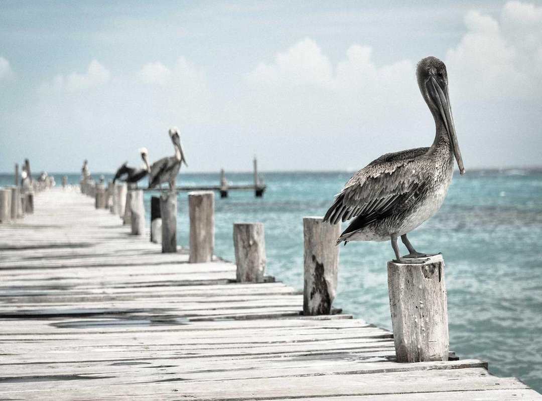 The Strategic Value: Why the Kalenji Hue is More Than a Color