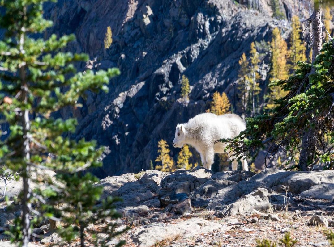 Assessing the Safety Risks: Malware, Scams, and Data Privacy