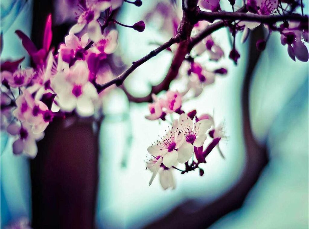 modelcenterlivejasmin