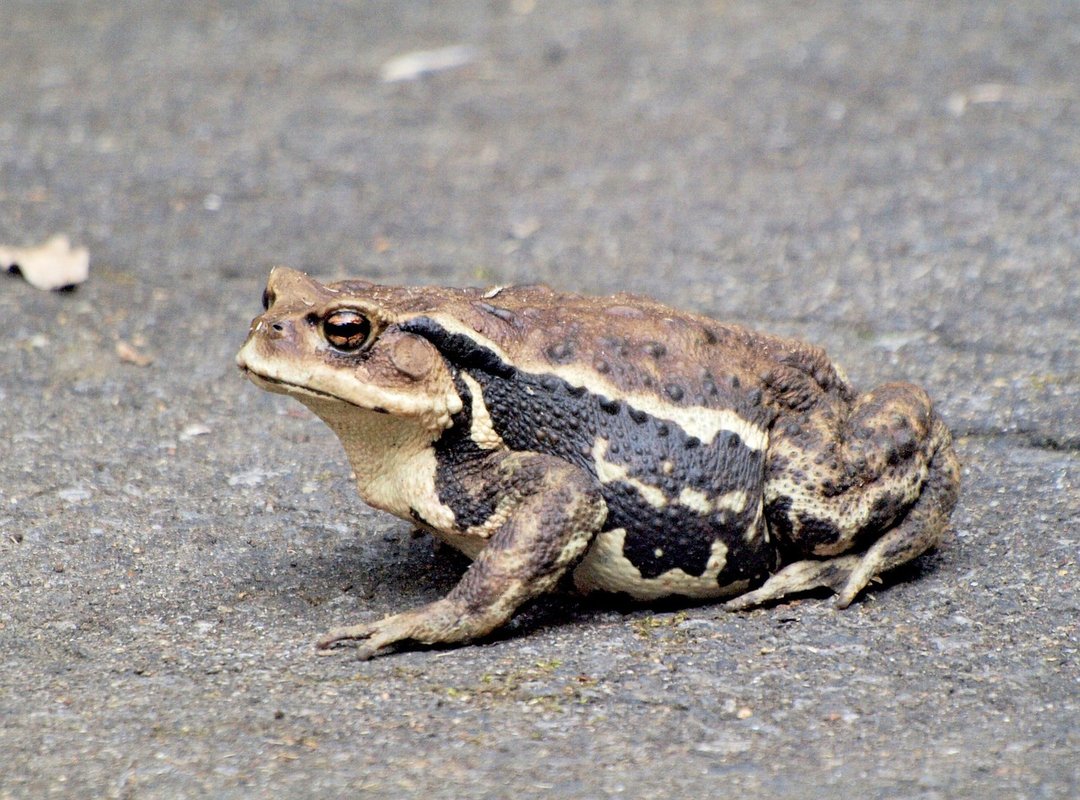 Common Nhebtai Mistakes and How to Counter It