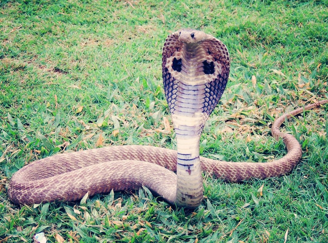 Applications of the King Cobra Number